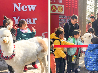 raybet在线官网幼儿园开展“我和羊驼交朋友”亲近自然互动体验活动